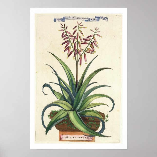Affiches Aloe Vera Vulgaris, de 'Phytographia Curiosa', p (Devant)