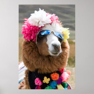 Affiches Alpaca, Pachacoto, Cordillère Blanca, Ancash