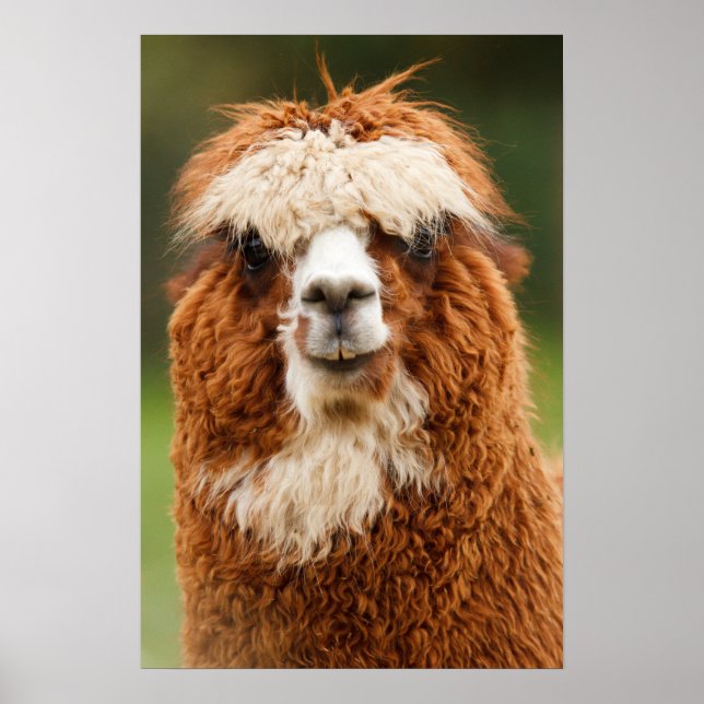 Affiches Alpaca sourit (Devant)