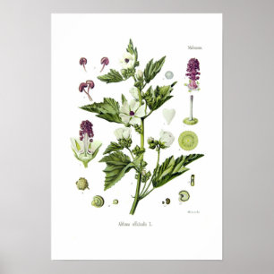 Affiches Althaea officinalis