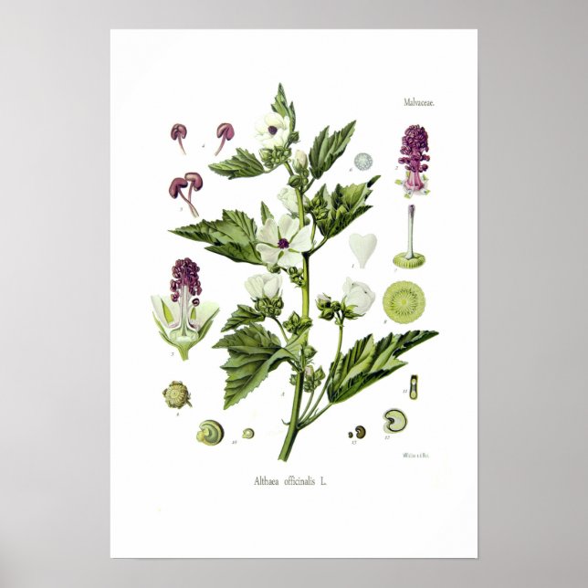 Affiches Althaea officinalis (Devant)