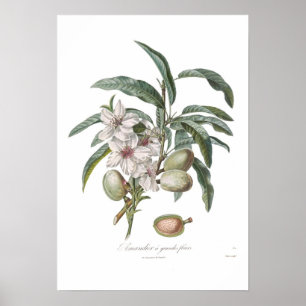 Affiches Amandier, Amandier a grandes fleurs
