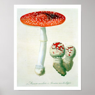 Affiches Amanite Muscaria de "Phytographie Medicale" par J