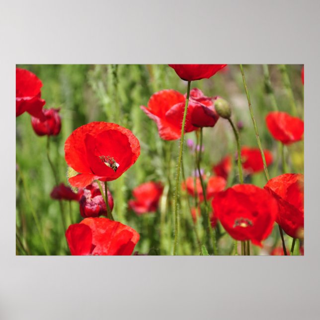 Affiches Amapolas (Devant)