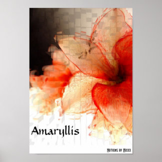 Affiches Amaryllis