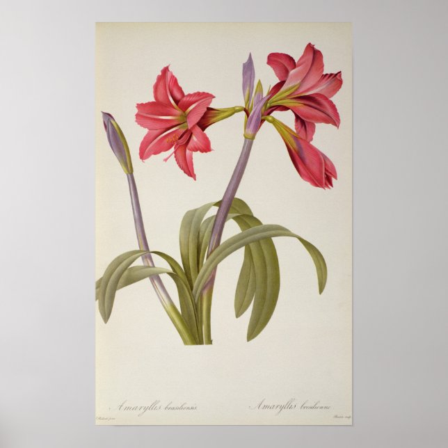 Affiches Amaryllis Brasiliensis (Devant)