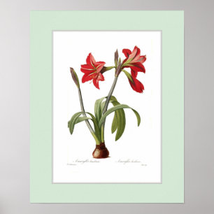 Affiches Amaryllis brasiliensis,Custom border