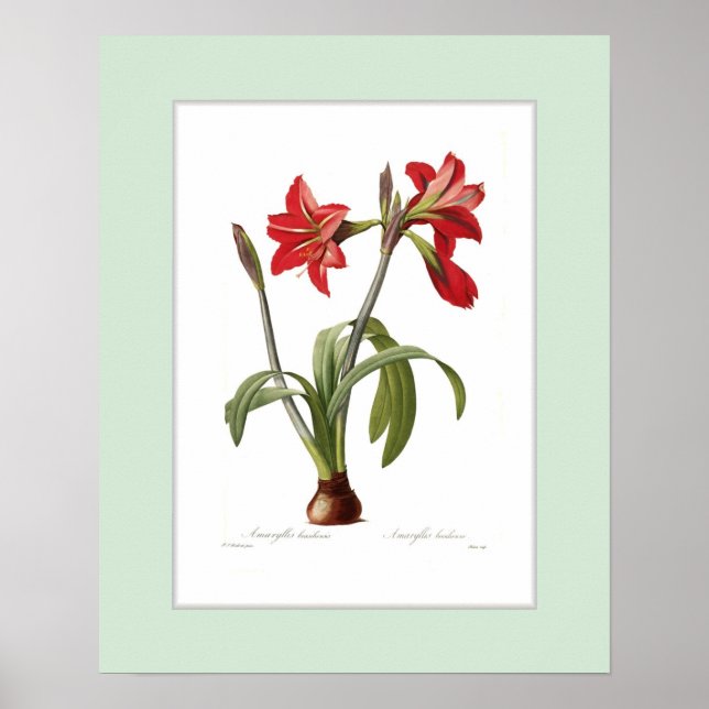 Affiches Amaryllis brasiliensis,Custom border (Devant)