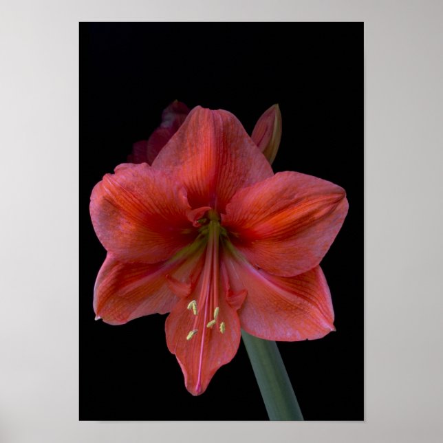 Affiches Amaryllis en noir (Devant)