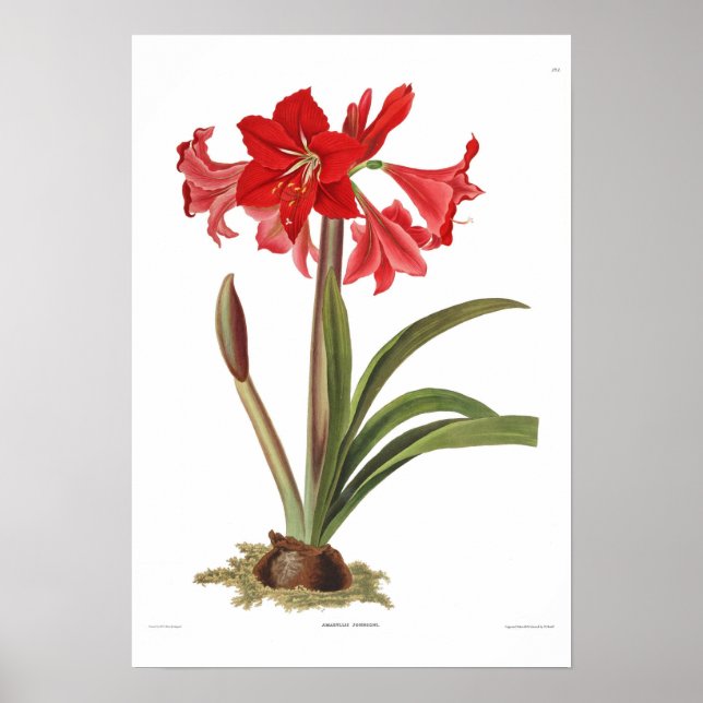 Affiches Amaryllis johnsoni (Devant)