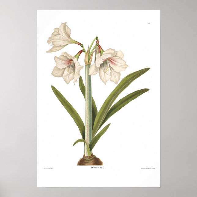 Affiches Amaryllis picta (Devant)