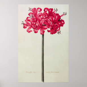 Affiches Amaryllis Sarniensis, ou narcisse