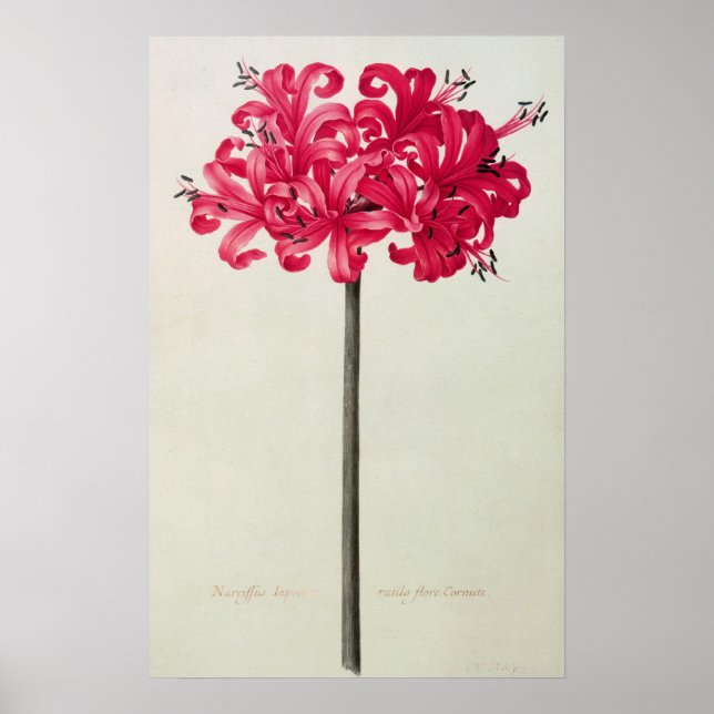 Affiches Amaryllis Sarniensis ou Narcissus (Devant)