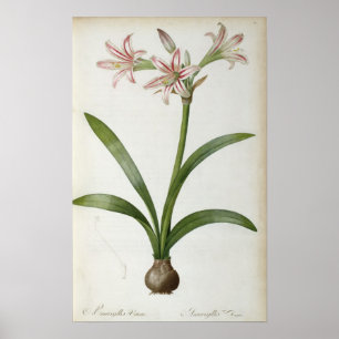 Affiches Amaryllis Vittata
