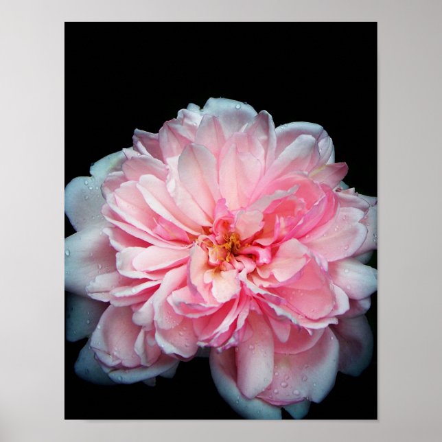 Affiches Amelia Rose (Devant)