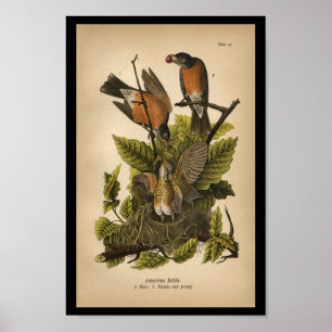 Affiches Américain 1890 d'impression d'oiseau Robin