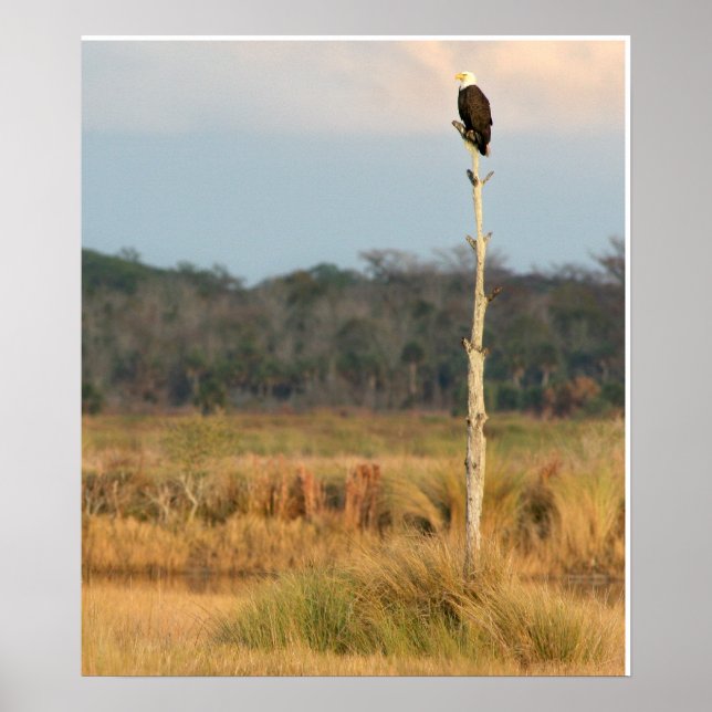 Affiches American Bald Eagle (Devant)
