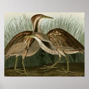 Affiches American Bittern