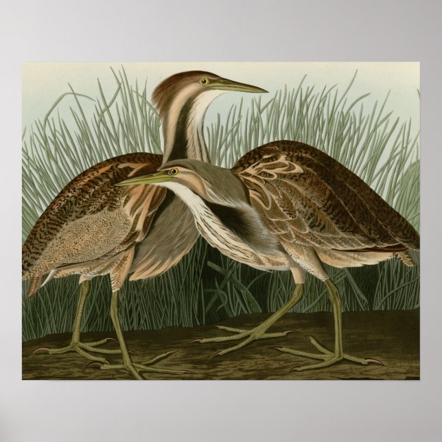 Affiches American Bittern (Devant)