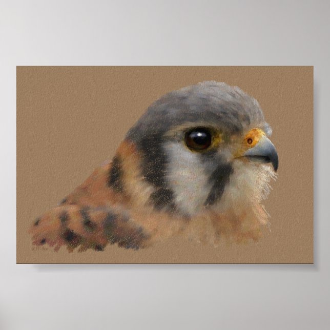 Affiches American Kestrel Portrait (Devant)