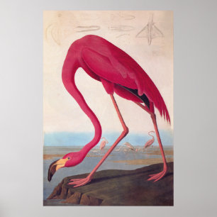Affiches American Pink Flamant rose Audubon Vintage Boite