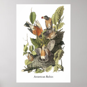 Affiches American Robin, John Audubon Imprimer