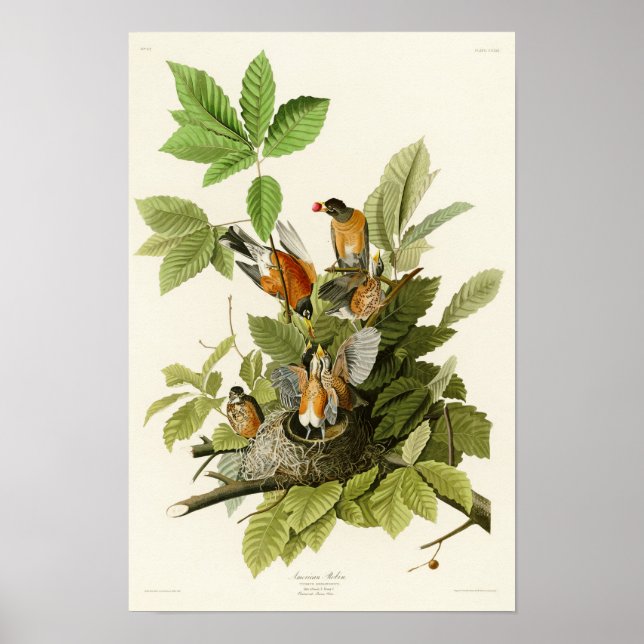 Affiches American Robin John James Audubon Oiseaux d'Amériq (Devant)