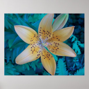 Affiches American Tiger Lily