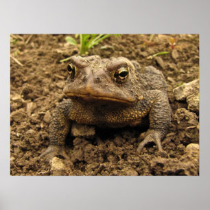 Affiches American Toad