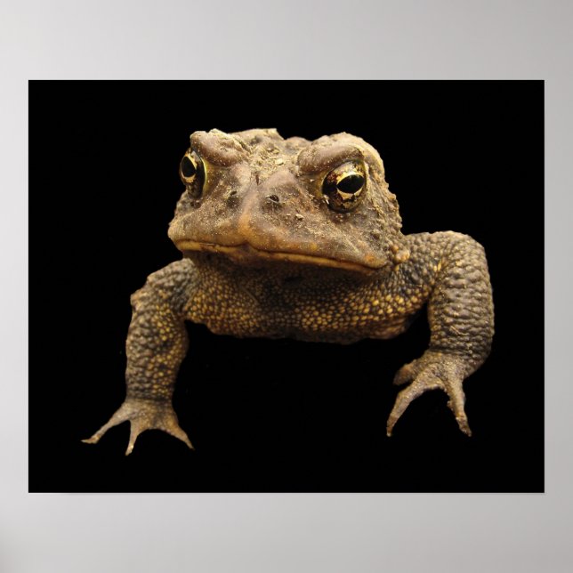 Affiches American Toad (Devant)