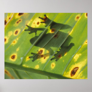 Affiches AMÉRIQUE CENTRALE, Costa Rica, Grenouille rétroécl