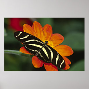 Affiches Amérique centrale, Costa Rica, Selva Verde. 4