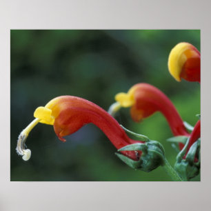 Affiches Amérique centrale, Panama, province de Chiriqui,