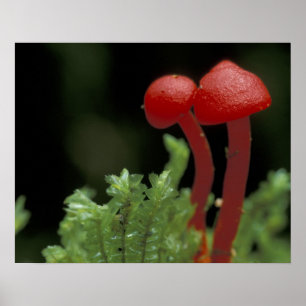 Affiches Amérique centrale, Panama, province de Chiriqui, 2