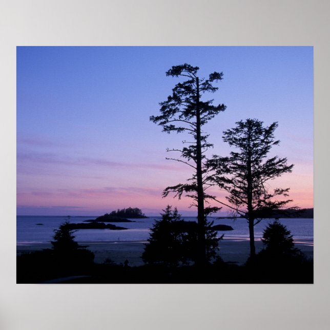 Affiches Amérique du Nord, Canada, île de Vancouver, arbres (Devant)