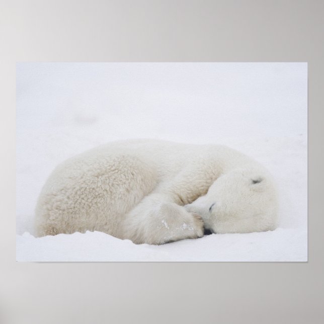 Affiches Amérique du Nord, Canada, Manitoba, Churchill. 3 (Devant)