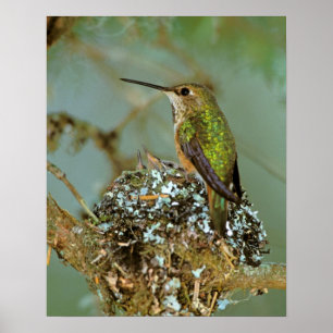 Affiches Amérique du Nord, États-Unis, Alaska. Colibri à go