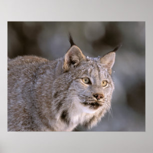 Affiches Amérique du Nord, USA, Alaska, Haines. Lynx (Felis
