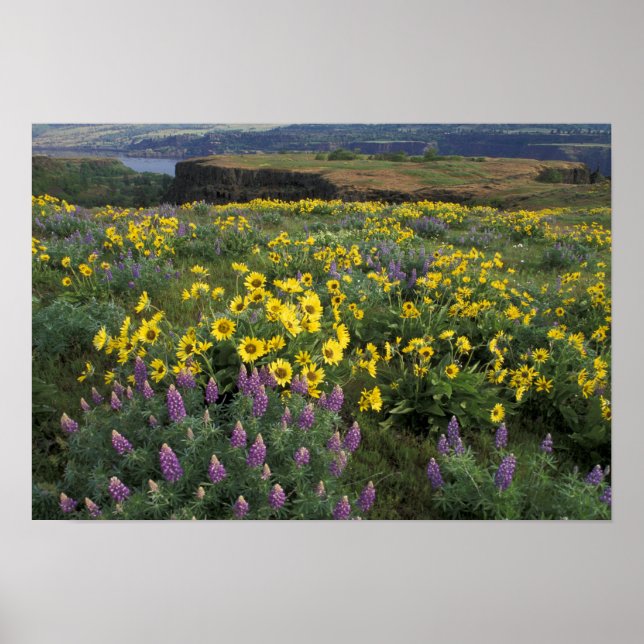 Affiches Amérique du Nord, USA, Oregon, Columbia River (Devant)