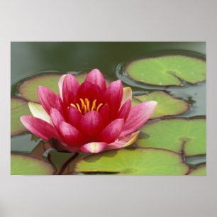 Affiches Amérique du Nord, USA, WA, Seattle, Woodland Park