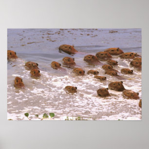 Affiches Amérique du Sud, Venezuela, Llano.