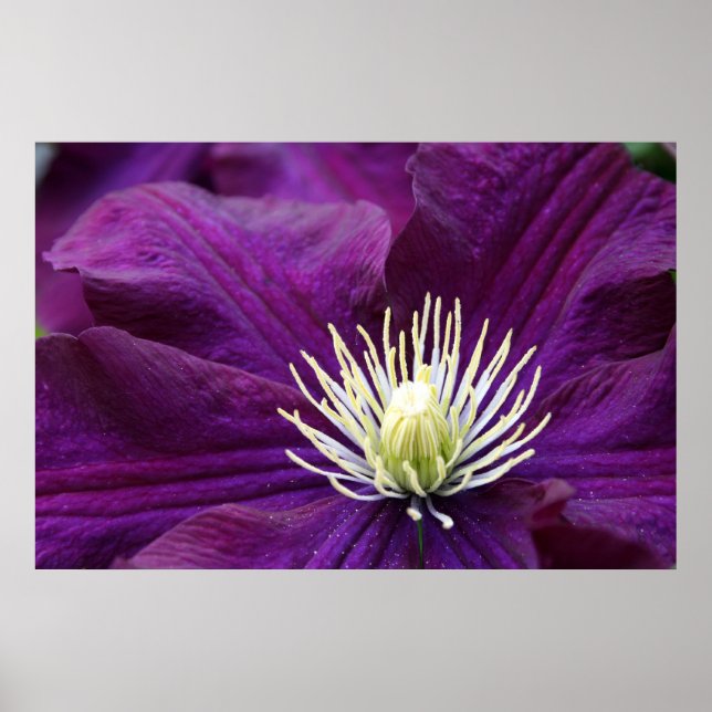 Affiches Amethyst Clematis (Devant)
