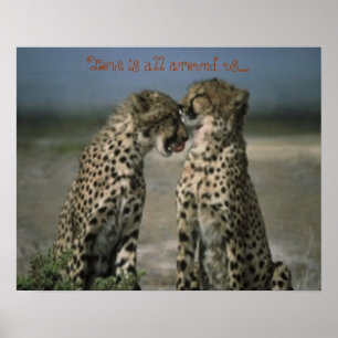 Affiches Amis de Cheetah