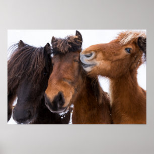 Affiches Amis du cheval islandais, Islande