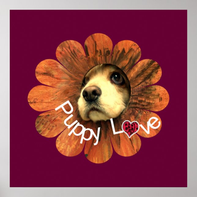 Affiches Amour de chiot (Devant)