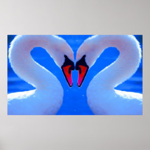 Affiches Amour de cygne, cous en forme de coeur romantiques