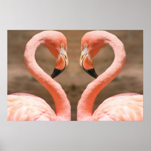 Affiches Amour de Flamant rose