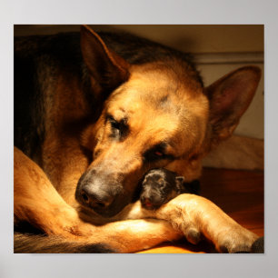 Affiches Amour de GSD