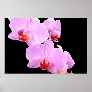 Affiches Amour orchidée