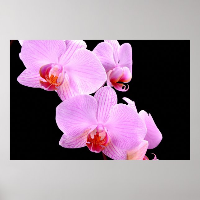 Affiches Amour orchidée (Devant)